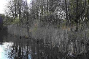 Absalonshorst Frühling